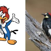 Woody Woodpecker and an Acorn Woodpecker