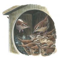 Illustration of wrens snuggling inside a nestbox on a cold night