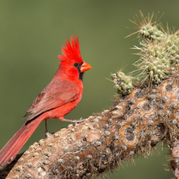 A bright red male Northern Cardinal with his crest flared out perches on a cactus