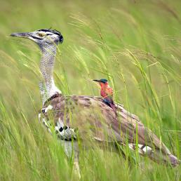 A Kori Bustard strides through tall green grass with a small Carmine Bee-eater riding along on its back.