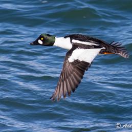 Common Goldeneye in flight