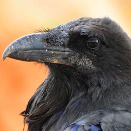 A Common Raven in profile against a diffuse orange background. 