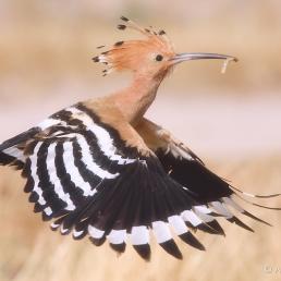 Eurasian Hoopoe in flight, carrying a grub in its beak