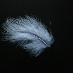 A small white downy feather against a black background