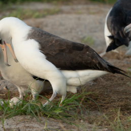 A pair of Laysan Albatross stand over an egg, two other Albatross seen in the background