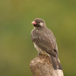 Greater Honeyguide