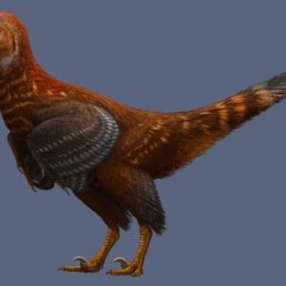 Asymmetrically feathered troodontid Jianianhualong tengi with mostly reddish brown feathers