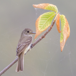 A Willow Flycatcher perches near the end of a branch with spiderwebs