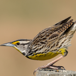 An Eastern Meadowlark perches on a fencetop, poised to push off into flight