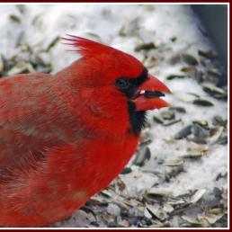 Northern Cardinal with seed
