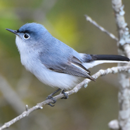 A male Blue-gray Gnatcatcher perched on a thin gray branch against a green background. 