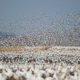 A large flock of Snow Geese take off