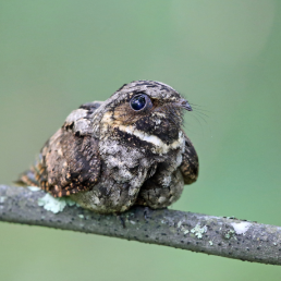 A whip-poor-will perched on a thin branch against a green background.