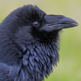 A close-up view of a Common Raven