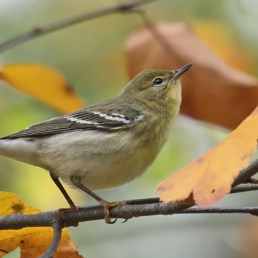 A Blackpoll Warbler in non-breeding plumage, sitting on a branch with fall foliage. 