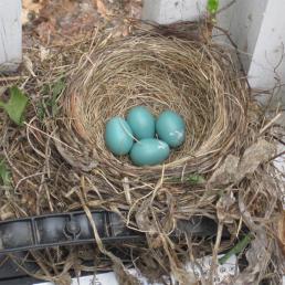 An American Robin's nest built atop a car battery on a porch in New Hampshire