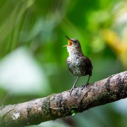 A Scaly-breasted Wren singing while standing on a branch, with diffuse greenery in background