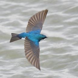 A small iridescent blue bird with dark wings flies over lightly rippled water