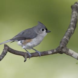 A Tufted Titmouse looks to its left, showing soft gray feathers and white throat and belly, while standing on a slender branch.