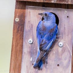 Western Bluebird at nest box