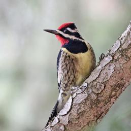 Male Yellow-bellied Sapsucker perched on diagonal branch, looking over his right shoulder