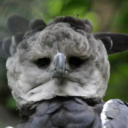 Harpy Eagle