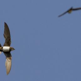 Alpine Swifts in flight against a blue sky