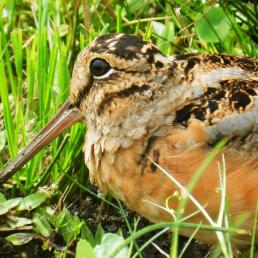 American Woodcock