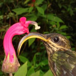 Buff-tailed Sicklebill