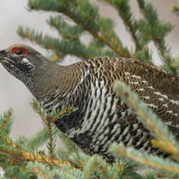 Spruce Grouse