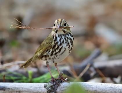 An Ovenbird holding a twig or pine needle in his beak, his body in 3/4 profile with his head turned to the right. The Ovenbird's wings and back are soft greenish brown, his chest white with patchy vertical dark brown stripes. Atop his head, a golden streak is flanked by two brown stripes.