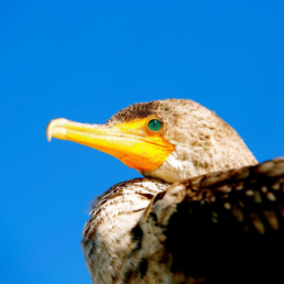 A closeup of a Double-crested Cormorant with a bright blue eye with a blue sky in the background