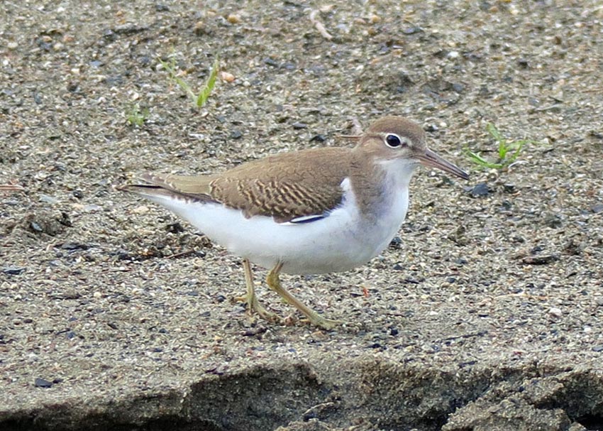 17-immature-spotted-sandpiper-mh-add-to-kids2.jpg