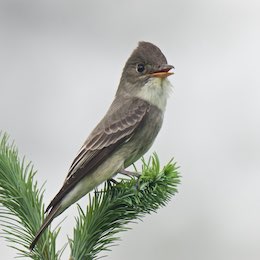 An Olive-sided Flycatcher looks ahead