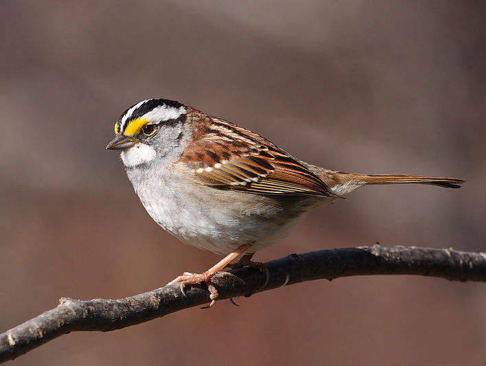 A White-throated Sparrow perched on a branch