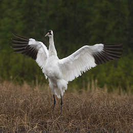 A Whooping Crane spreads its wings