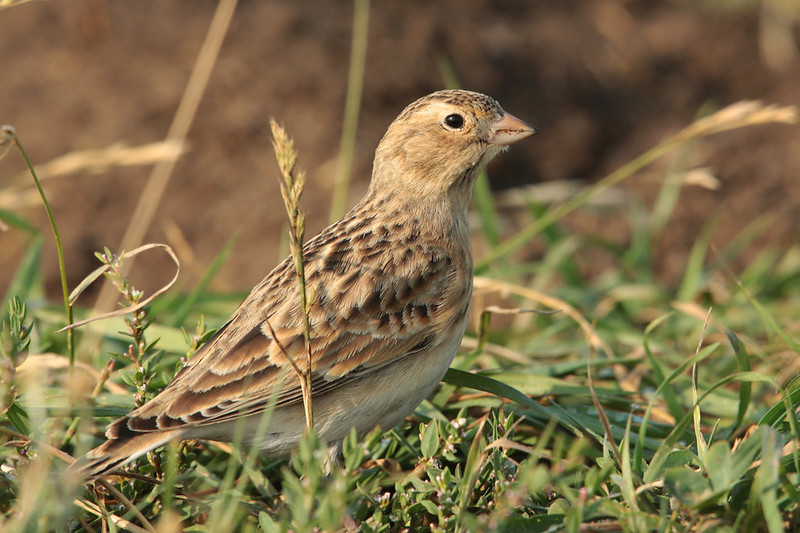 A Thick-billed Longspur in tall grass