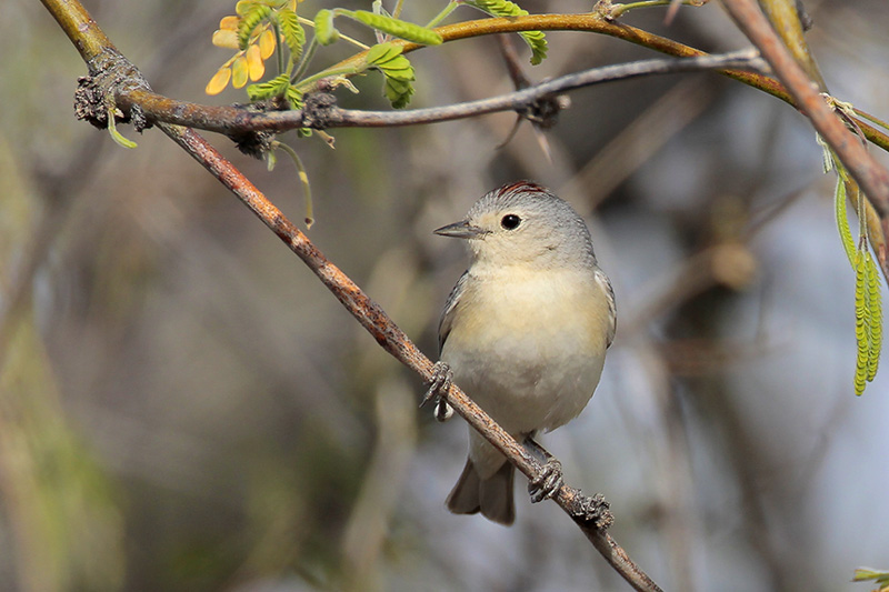 A Lucy's Warbler perched on a tree branch