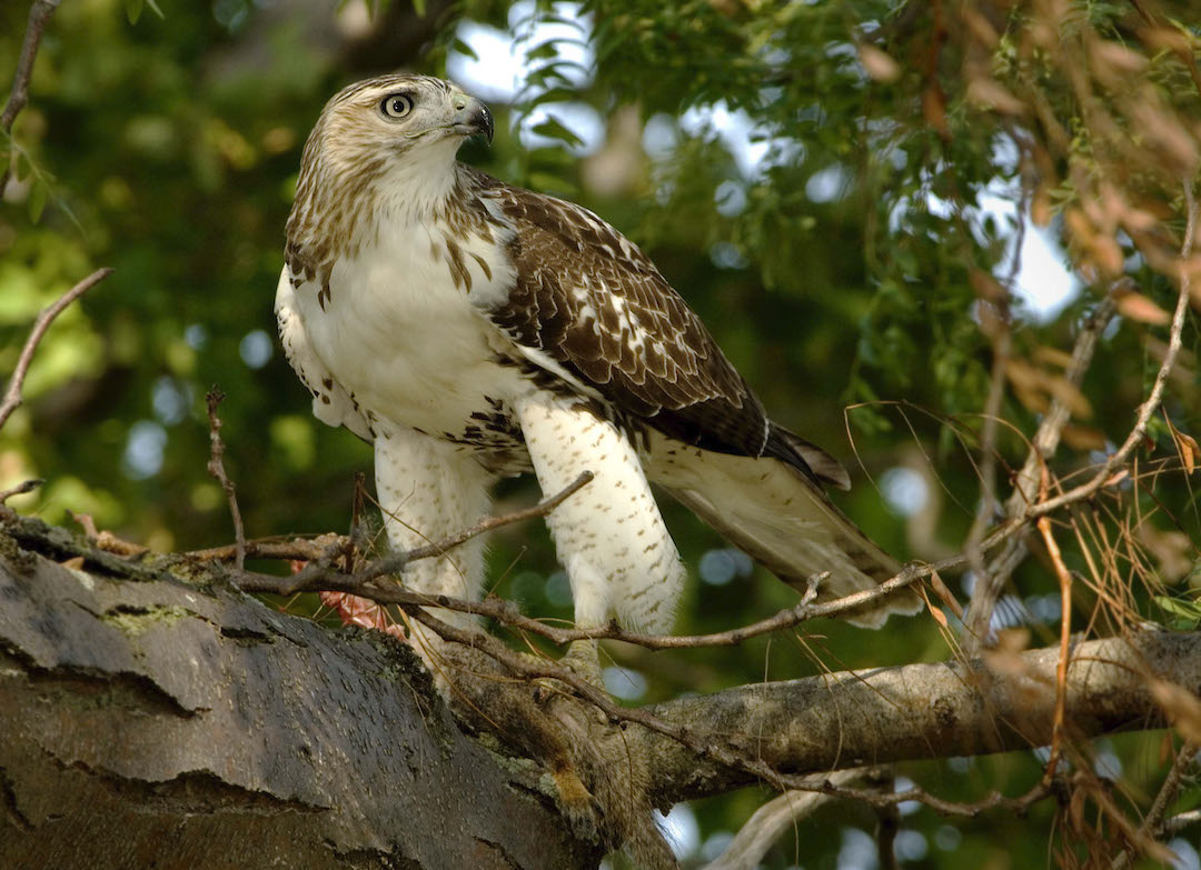 A Red-tailed Hawk perched at the Magic Hedge