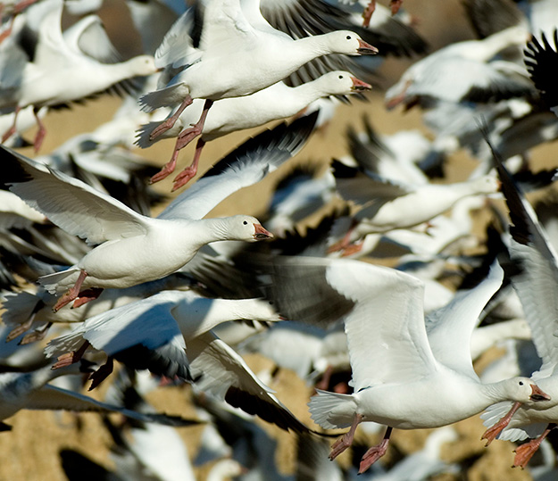 A flock of Snow Geese in flight