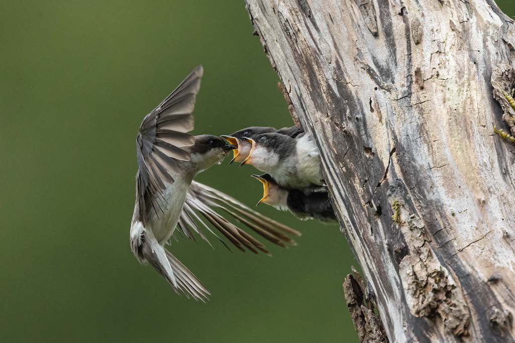 tree swallow nest