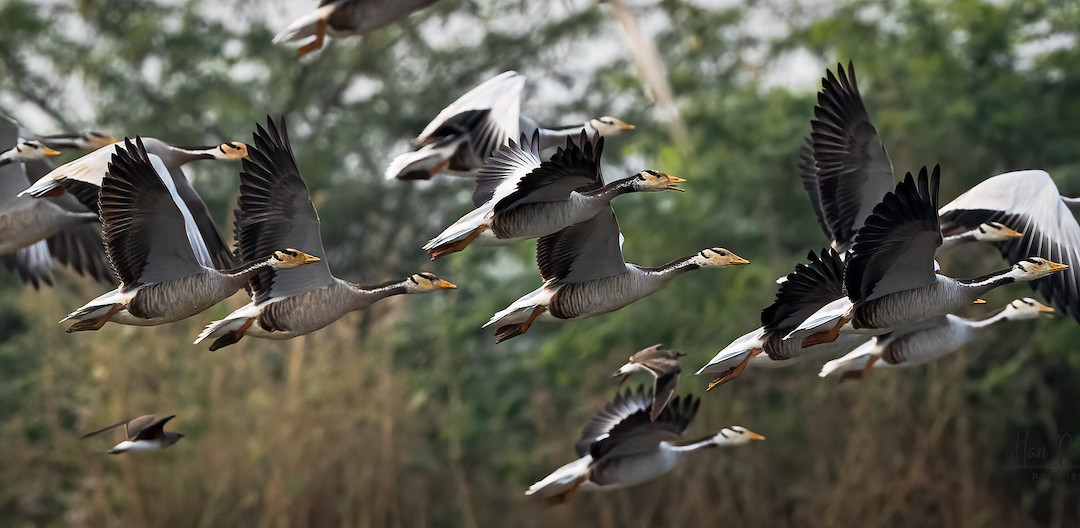 A flock of Bar-headed Geese takes flight close to the ground before a wooded background