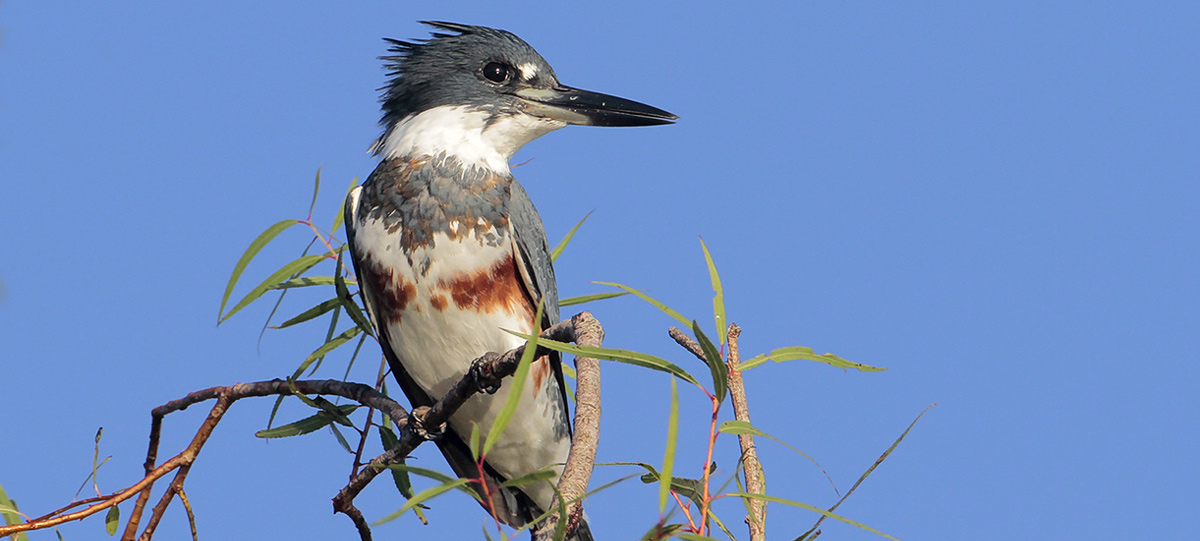 A League of Her Own: Illinois’s Very Own Kingfisher | BirdNote
