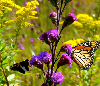 What Makes Grasslands Valuable and Why We Should Protect Them | BirdNote