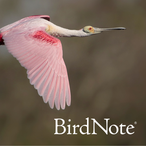 Roseate Spoonbill