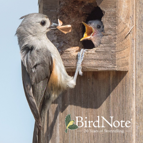 Tufted Titmice