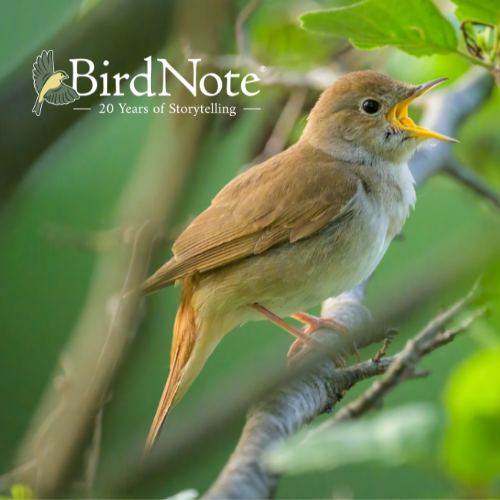 Common Nightingale