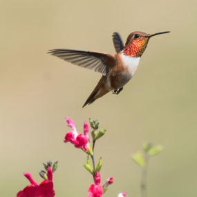 Rufous Hummingbird
