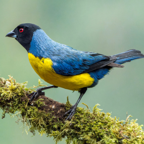 Hooded Mountain Tanager