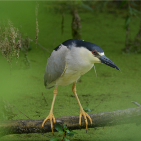 Black-crowned Night Heron